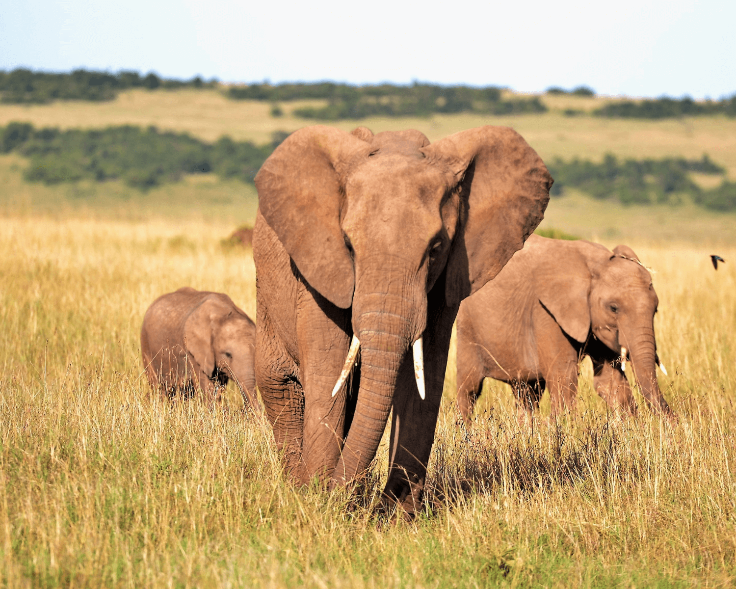 safari au kenya ou tanzanie