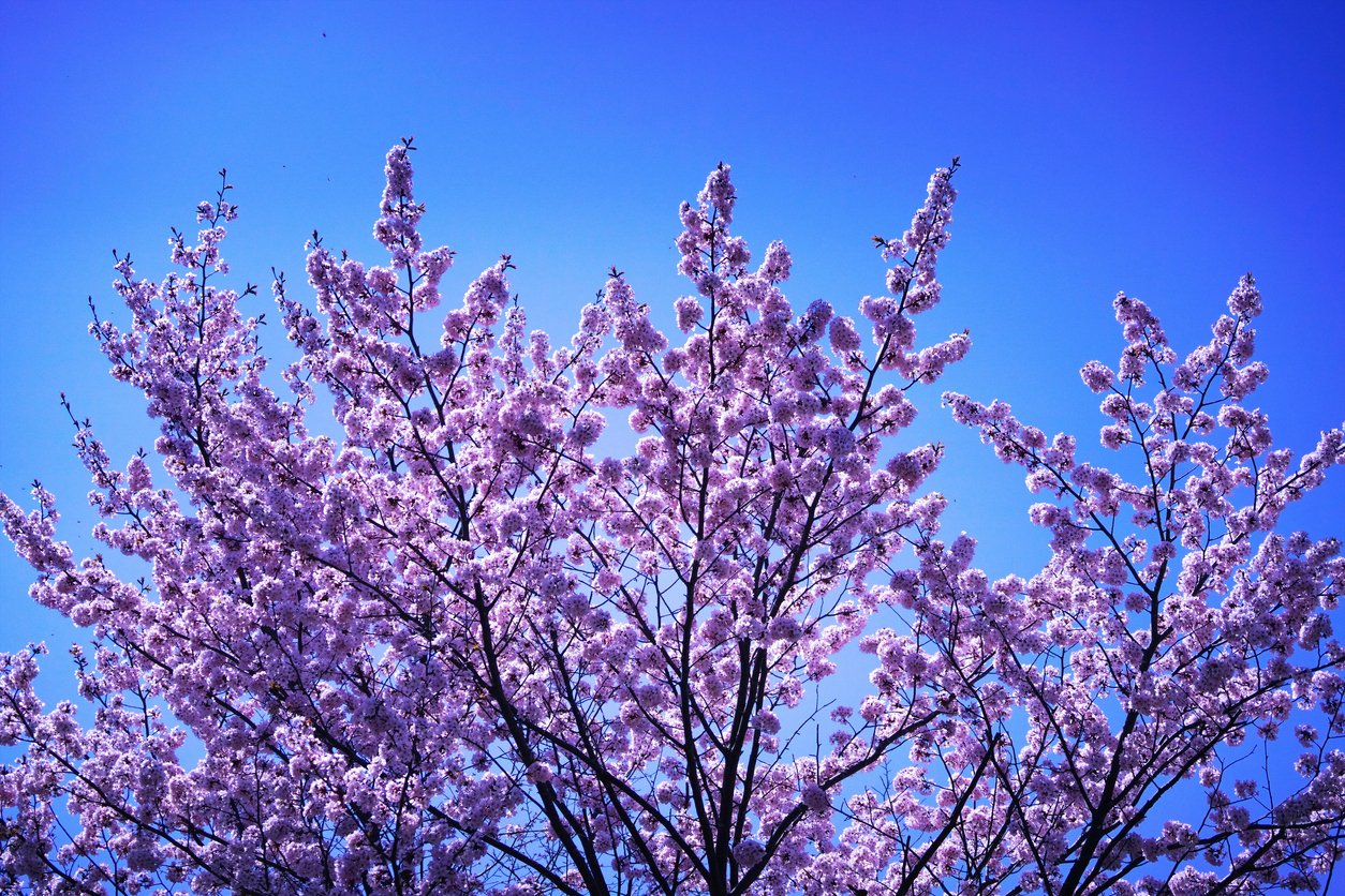The cherry blossoms at Hokkaido Jingu are in full bloom