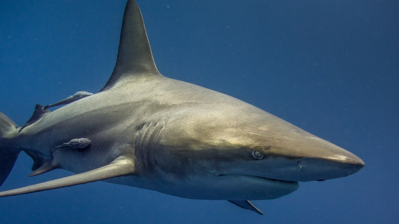 requin afrique du sud