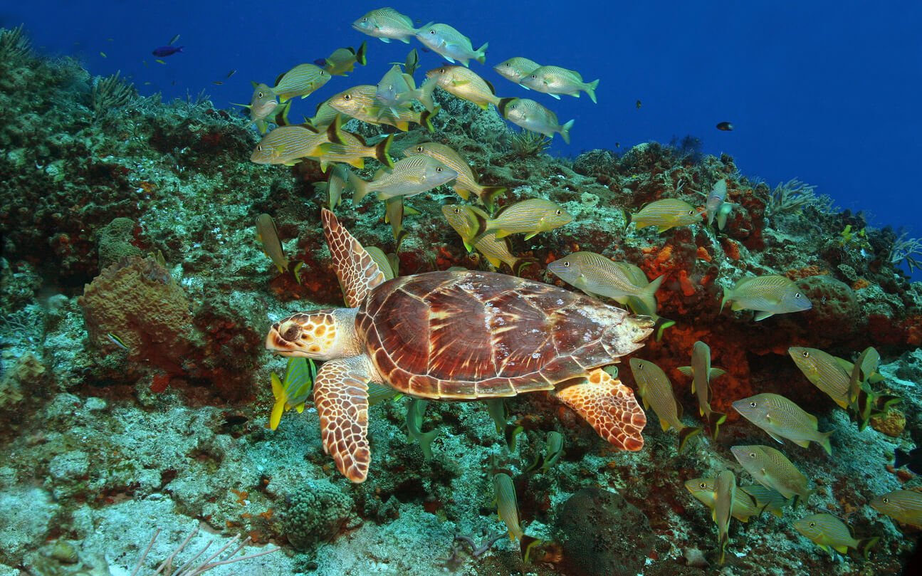 l ile de cozumel