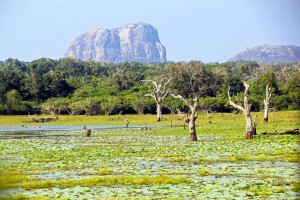 Parc national de Yala : 